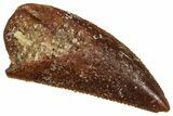 Serrated Raptor Tooth - Real Dinosaur Tooth #371388-1